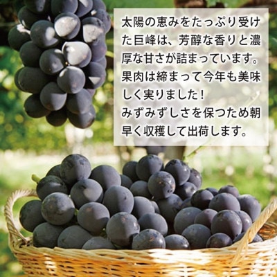 山梨県産種なし巨峰2房(計1kg以上)【2025年発送】