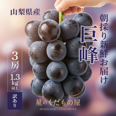 【2026年発送】星のくだもの屋 山梨県産 訳あり種なし巨峰 3房(1.3kg)
