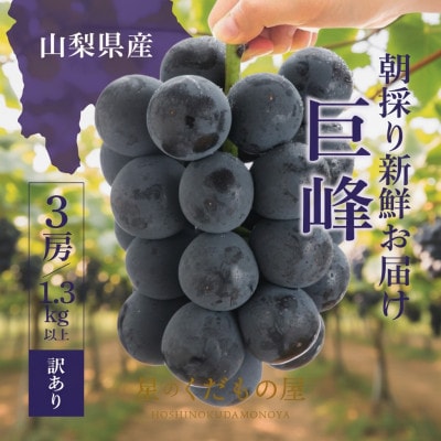 【2026年発送】星のくだもの屋 山梨県産 訳あり種なし巨峰 3房(1.3kg)