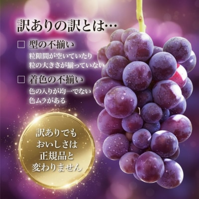 【2026年発送】星のくだもの屋 山梨県産 訳あり種なし巨峰 3房(1.3kg)