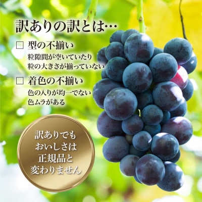 【2026年発送】星のくだもの屋 山梨県産 訳あり種なし巨峰 3房(1.3kg)