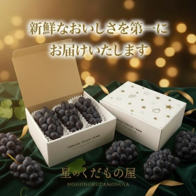 【2026年発送】星のくだもの屋 山梨県産 訳あり種なし巨峰 3房(1.3kg)