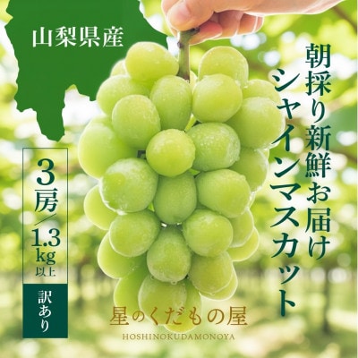 【2026年発送】星のくだもの屋 山梨県産 訳ありシャインマスカット 3房(1.3kg以上)