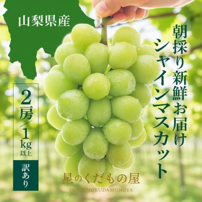 【2026年発送】星のくだもの屋 山梨県産 訳ありシャインマスカット2房(1kg以上)