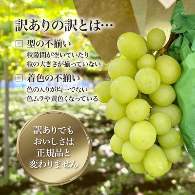 【2026年発送】星のくだもの屋 山梨県産 訳ありシャインマスカット2房(1kg以上)
