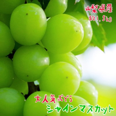 <先行受付>農園直送!!濃厚シャインマスカット　約1.5kg(2～4房)