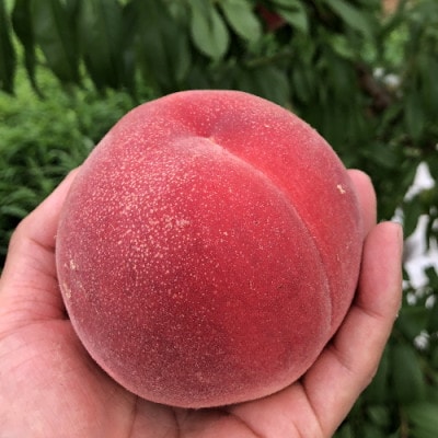 <先行受付>【農家直送】桃名産地「山梨の桃」　秀品　約1.5kg