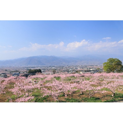 <先行受付>【農家直送】桃名産地「山梨の桃」　秀品　約1.5kg