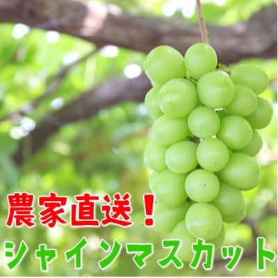 山梨県産　シャインマスカット　1房(約600g)