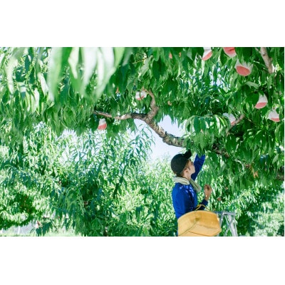 【先行受付】夏に欠かせない桃を、本場「山梨」からお届け!(5~6玉)【6月下旬～7月中旬収穫発送】