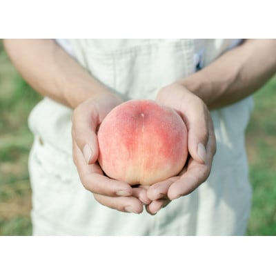 【先行受付】夏に欠かせない桃を、本場「山梨」からお届け!(5~6玉)【6月下旬～7月中旬収穫発送】