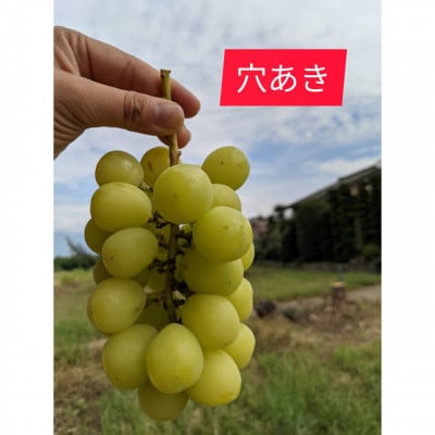 HOPE園の樹上完熟シャインマスカット「ご家庭用約1kg2房」