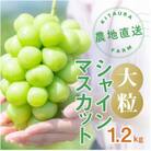 大粒 シャインマスカット 2房1.2kg以上 山梨県 笛吹市産 朝採り 北浦ファーム厳選 産地直送
