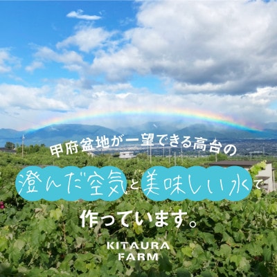 プレミアムシャインマスカット 2房1.4kg 大粒 笛吹市産 朝採り 贈答 北浦ファーム直送