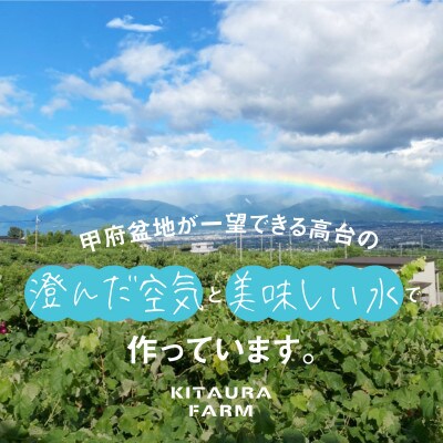 シャインマスカット ピオーネ 3房1.8kg以上 山梨県 笛吹市産  朝採り 北浦ファーム直送