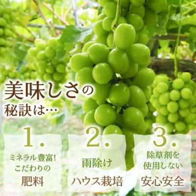 【ふるさと納税】先行受付 厳選!シャインマスカット 約2kg(3～4房) 山梨県笛吹市産