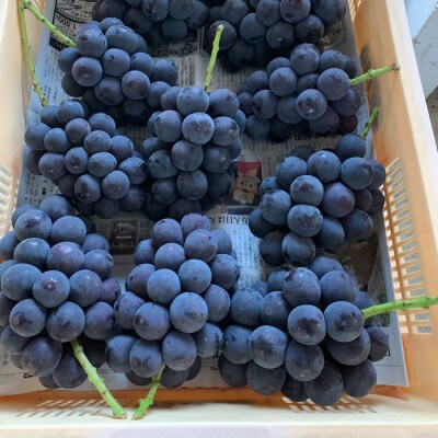 【ふるさと納税】先行受付 山梨県笛吹市産 巨峰 約1.0Kg以上 2房