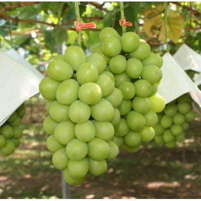 山梨県笛吹市 シャインマスカット 1.3kg以上 2房～3房 farmそらいろより直送 クール便配送