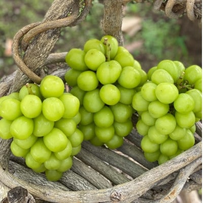 山梨県笛吹市 シャインマスカット 1.3kg以上 2房～3房 farmそらいろより直送 クール便配送