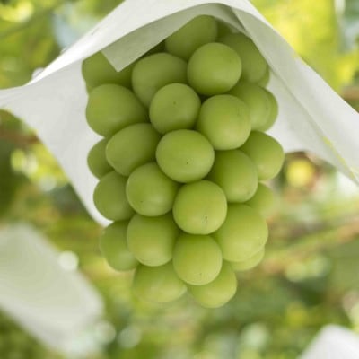 山梨県笛吹市 シャインマスカット 1.3kg以上 2房～3房 farmそらいろより直送 クール便配送