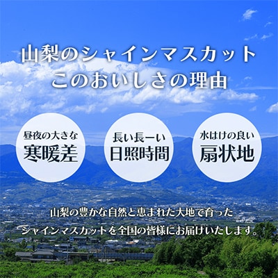 先行受付 2026年発送 山梨県 シャインマスカット 1kg以上(2房～3房)