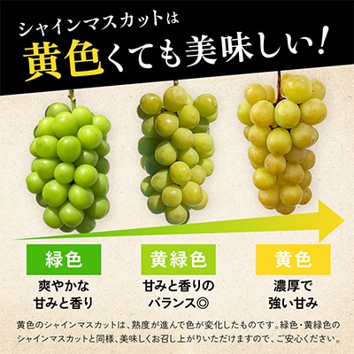 先行受付 2026年発送 日本一の生産量 訳あり シャインマスカット1kg 2房～3房 山梨県 笛吹