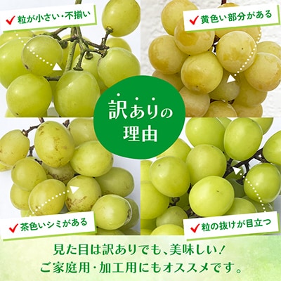 先行受付 2026年発送 日本一の生産量 訳あり シャインマスカット1kg 2房～3房 山梨県 笛吹