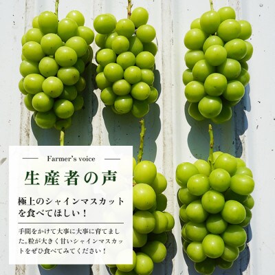 先行受付 シャインマスカット 贈答 ジュエリーボックス 18粒約360g 山梨県笛吹市