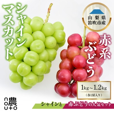 先行受付2025年 大人気 シャインマスカット×赤系ぶどう 1kg～1.2kg