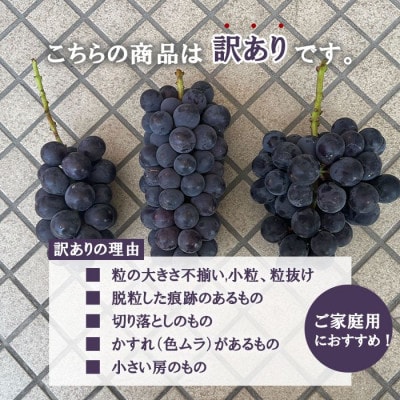 【発送月固定定期便】訳あり 山梨 人気の果物 桃・巨峰・シャインマスカット全3回