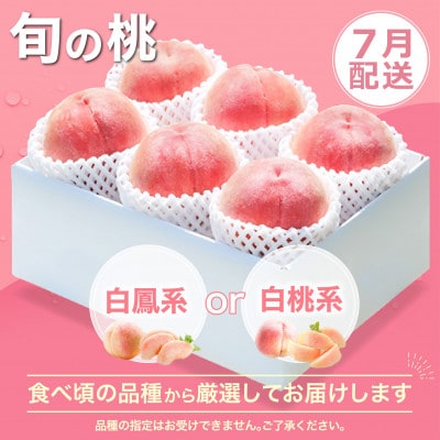 【発送月固定定期便】2026年発送 桃 黒ぶどう シャインマスカット全3回