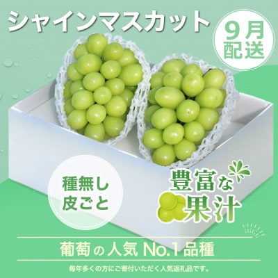 【発送月固定定期便】2026年発送 桃 黒ぶどう シャインマスカット全3回