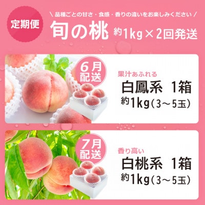 【発送月固定定期便】2026年発送 桃 食べ比べ 白鳳系 白桃系全2回