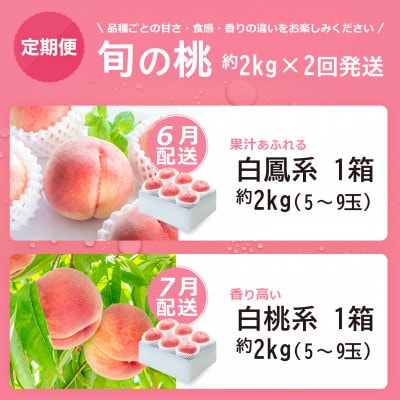 【発送月固定定期便】2026年発送 桃 食べ比べ 旬の果物 白鳳系 白桃系全2回
