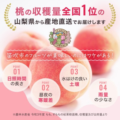 【発送月固定定期便】2026年発送 桃 食べ比べ 旬の果物 白鳳系 白桃系全2回