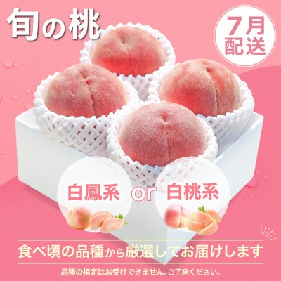 【発送月固定定期便】2026年発送 桃 種無し黒ぶどう全2回