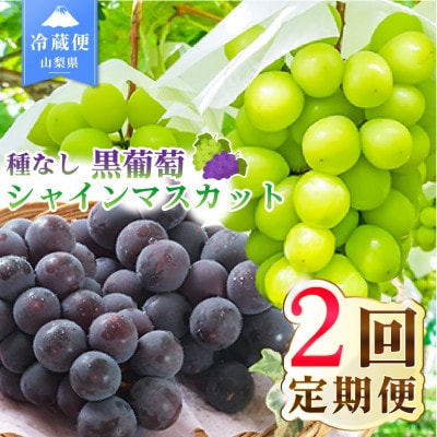 【発送月固定定期便】2026年発送 黒葡萄 シャインマスカット全2回