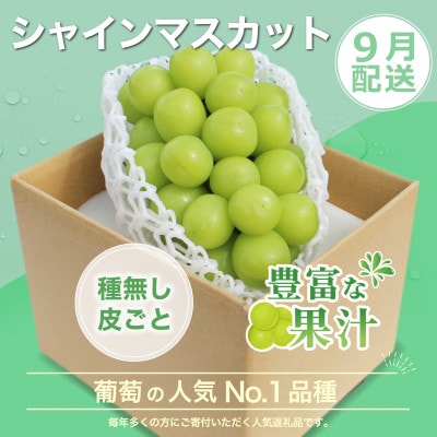 【発送月固定定期便】2026年発送 黒葡萄 シャインマスカット全2回