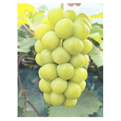 クリスマスシャインマスカット2房　1.3kg以上