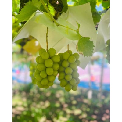 クリスマスシャインマスカット2房(シャインマスカット、富士の輝セット)1.3kg以上