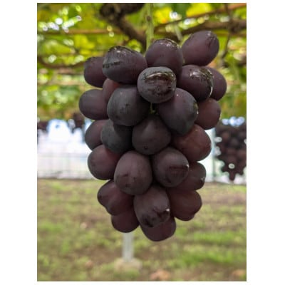 クリスマスシャインマスカット2房(シャインマスカット、富士の輝セット)1.3kg以上