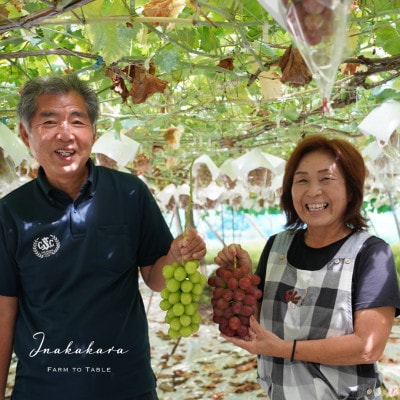 Inakakara 希少な大粒サニードルチェ1房