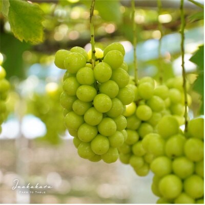 Inakakara厳選!  笛吹市産 シャインマスカット4～5房 (2.5～2.6kg)