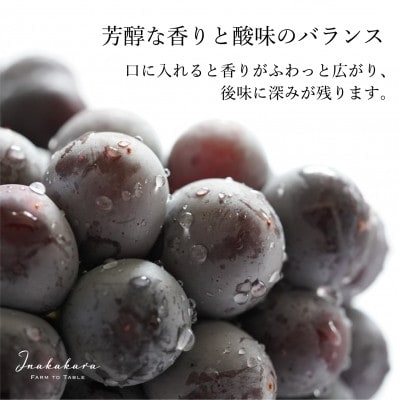【山梨県笛吹市産】Inakakara 巨峰 2房(計1～1.2kg)