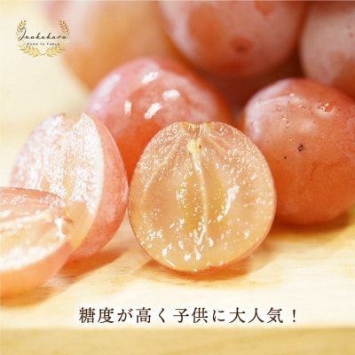 Inakakara厳選「クイーンニーナ」2房(計約0.9～1.0kg)