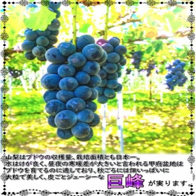 安心のクール便発送　山梨県産　 巨峰 2kg　(3～4房)