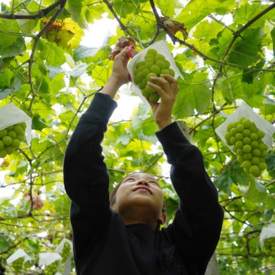 先行予約　2026年発送分　山梨県 笛吹市　安心のクール便発送　シャインマスカット 約1kg(2房)