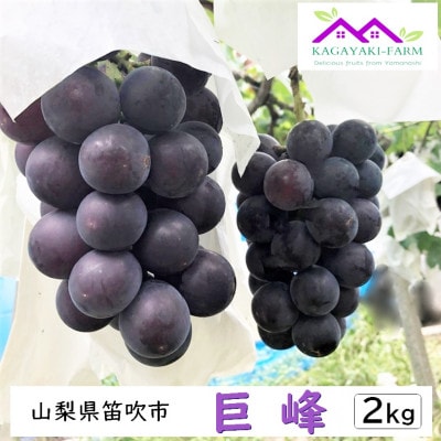 種なし巨峰　2kg