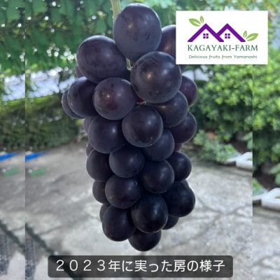 【2024年7月下旬より順次発送】種なし巨峰　1kg
