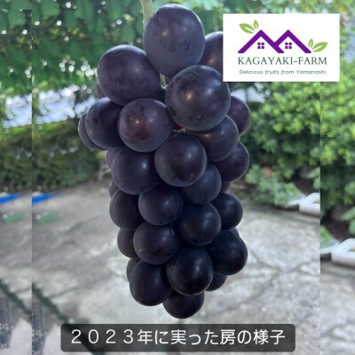 【2024年7月下旬より順次発送】種なし巨峰　2kg